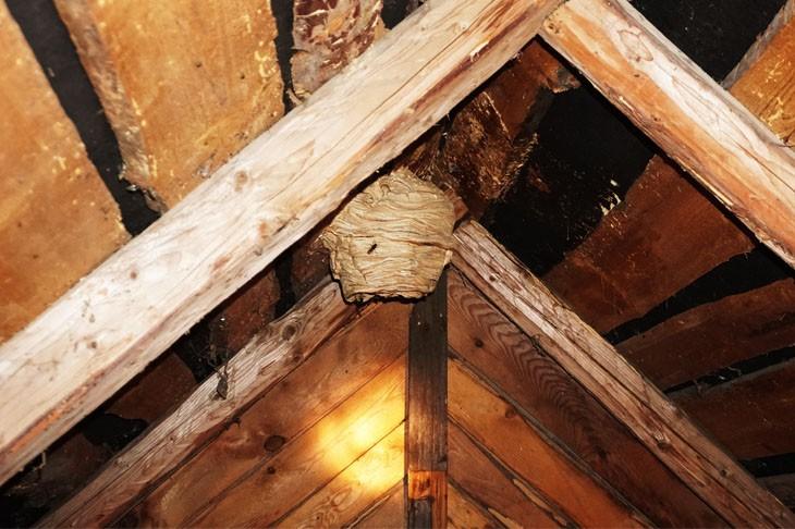 wespen-locatie-binnen